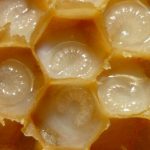 Пчелиное маточное молочко: не молоко, но пользы еще больше!